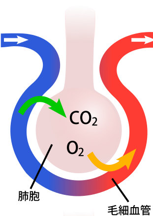 呼吸と循環2｜You-MOST