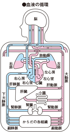 呼吸と循環3｜You-MOST
