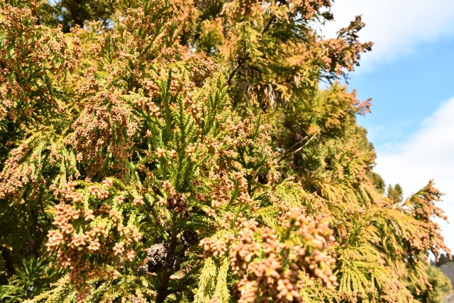 そろそろ花粉が飛びましたね｜You-MOST